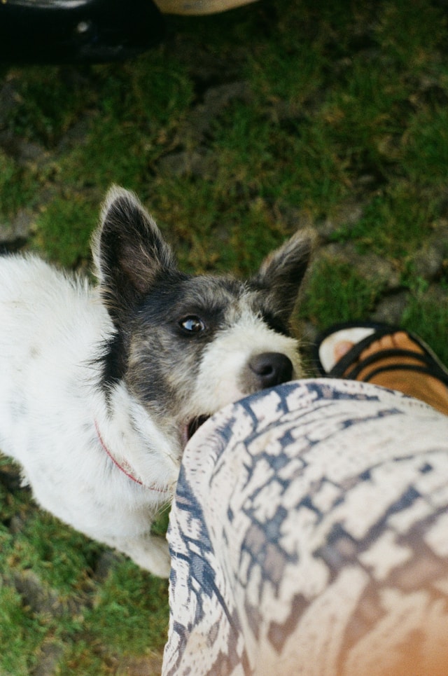 Dog biting a human.